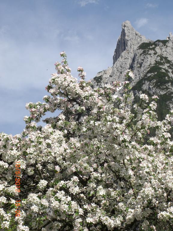 Almroeserl Mittenwald